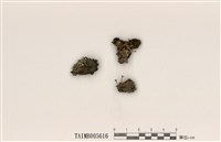 藏品(石蕊屬)的圖片